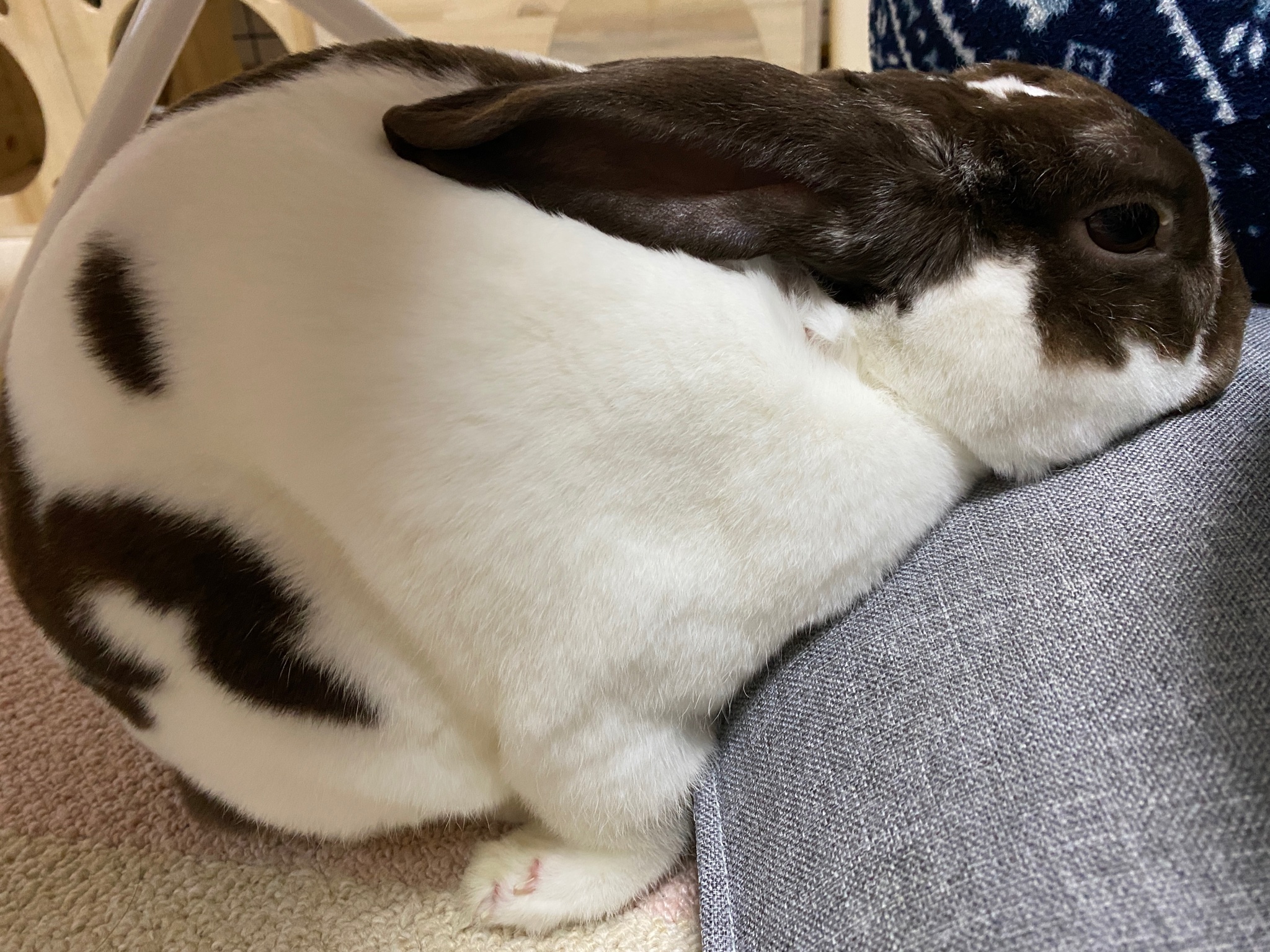 うさぎのあんこ Usagianchan Twitter