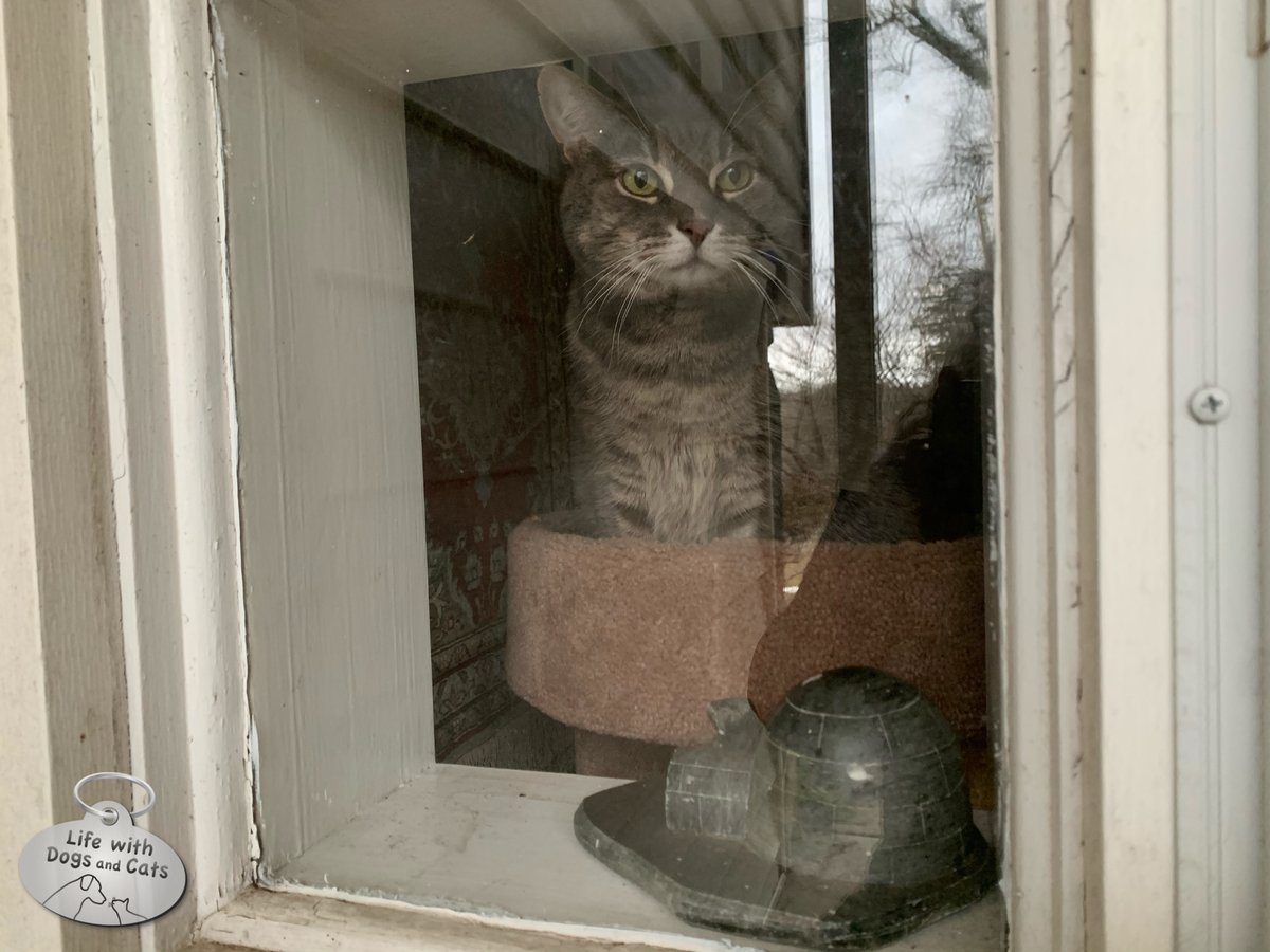 WithDogsAndCats's tweet image. My mom’s cat Penny kept an eye on us when I visited yesterday. We sat on the porch outside, and she sat on her perch inside. #windowcat #watchcat