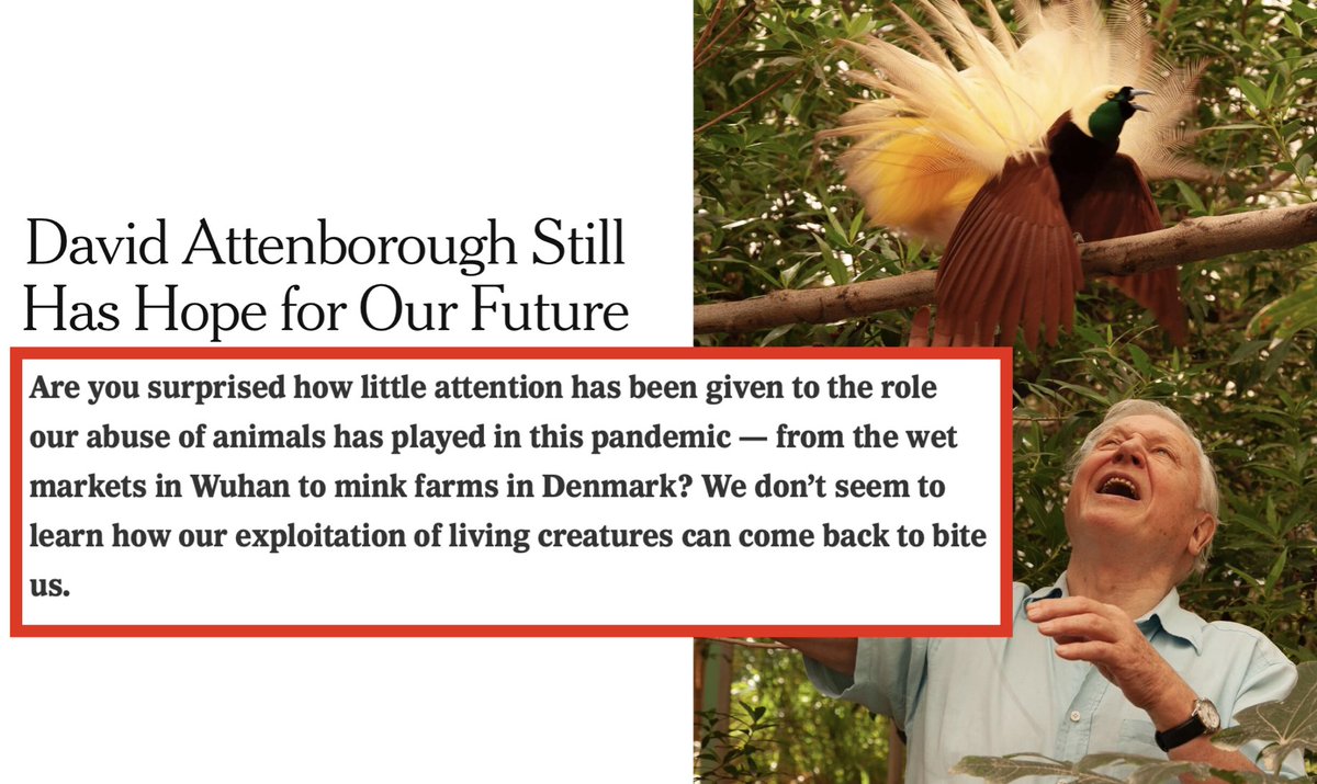 In a NY Times interview with BBC presenter David Attenborough, <a href="/EtanSmallman/">Etan Smallman</a> does what so few other journalists have -- address the root cause of many pandemics: "We don't seem to learn how our exploitation of living creatures can come back to bite us." nytimes.com/2020/12/25/art…