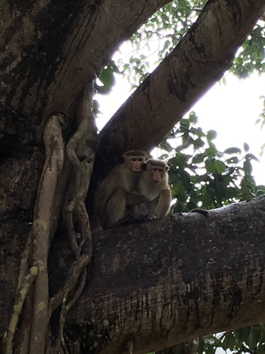 Akeinjungle's tweet photo. #Wild #Animal #Culture #Eco Tourism #Herbal#Food #Sigiriya#Real life #Sri Lanka#sea#Love#Traditional#History#Adventure 
 #agricultur#Wild https://t.co/ctuK1TUfUb
