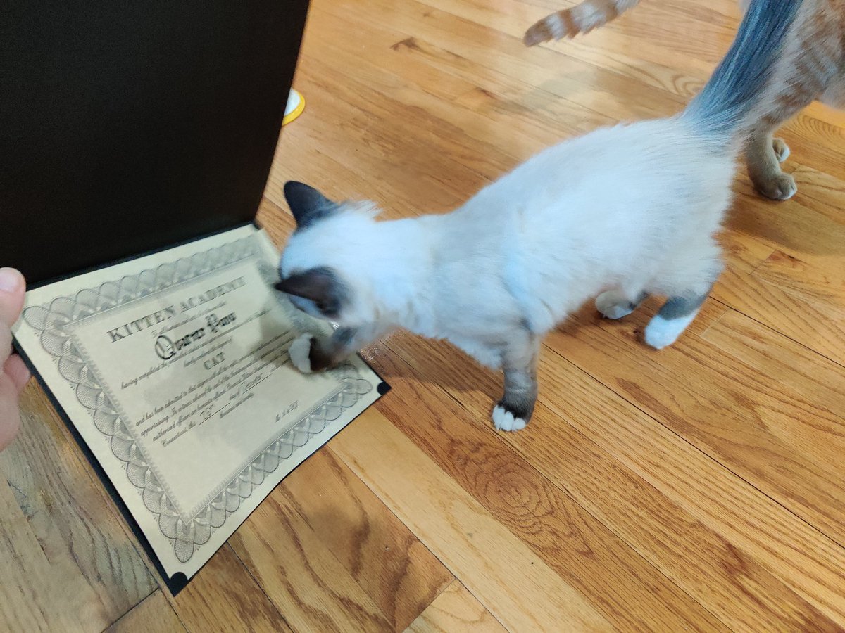 kitten_academy's tweet photo. Happy last day of class, QP! https://t.co/5xlkuWSbZC