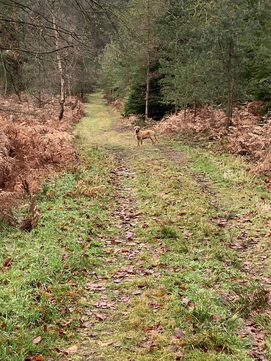 G3developments's tweet image. Let’s play spot the Fox Red Labrador pup! Lovely walk in pure peace &amp;amp; quiet - good for the soul