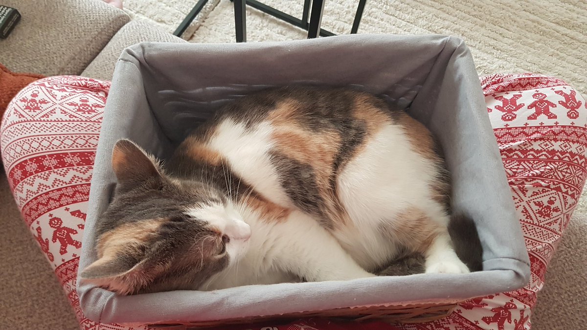 NeseAmiella's tweet image. KediSepeti #varvar @ciceksepeti