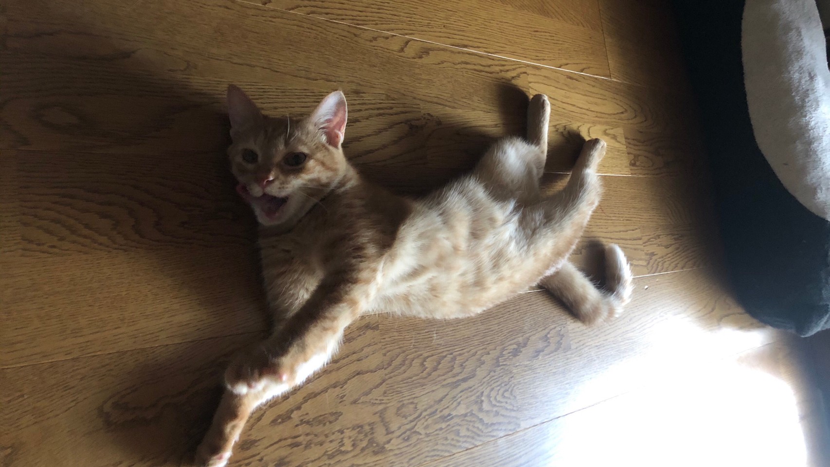 猫の女社長 Youtubeneko5 Twitter