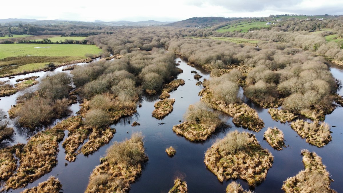 The GearaghEbb and flow of a unique inland delta.Parts of the Gearagh are believed to exist for 8000 years. Expanding and contracting over time in response to human pressures.In the 1950s much of the oak was clear-felled and the valley flooded for a hydroelectric scheme