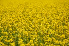  #HYUNJIN as Sarson ke khet