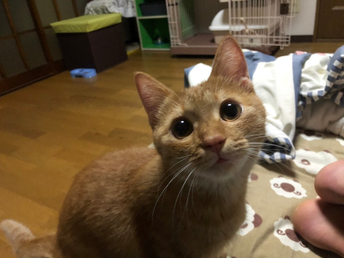愛猫チャッピーの可愛い写真集 Youtubeneko5 Twitter