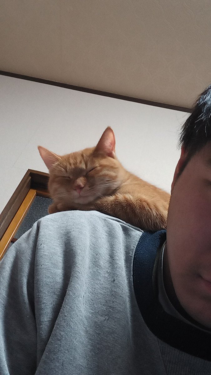 愛猫チャッピーの可愛い写真集 Youtubeneko5 Twitter