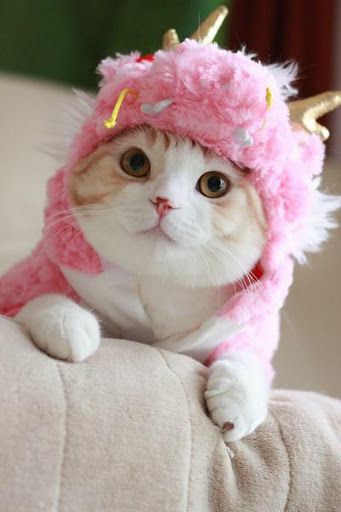R_naturebeauty's tweet photo. Cute cats 🐈🐈🐈🐈🐈🐈🐈🐈🐈🐈 https://t.co/vE5B1GahTB