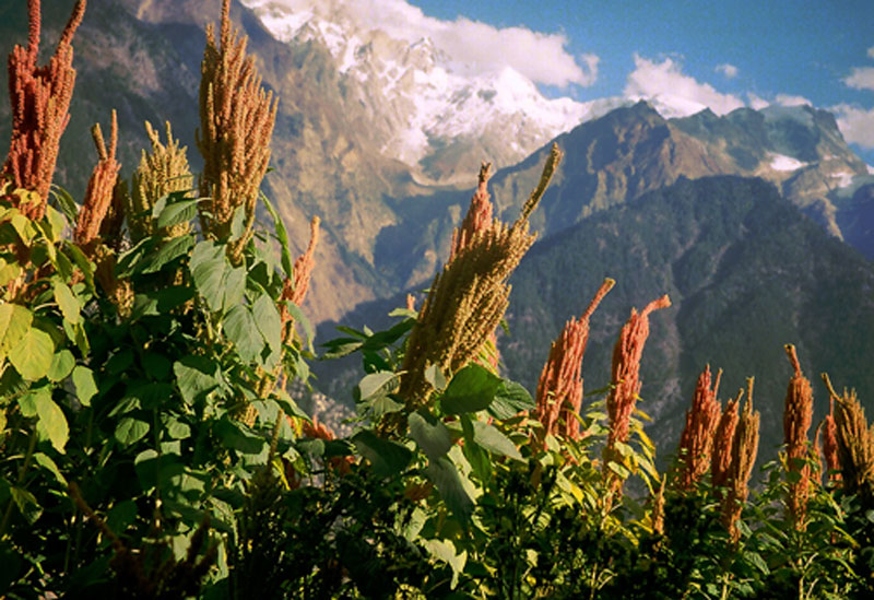  #JEONGIN as Kothi ke khet