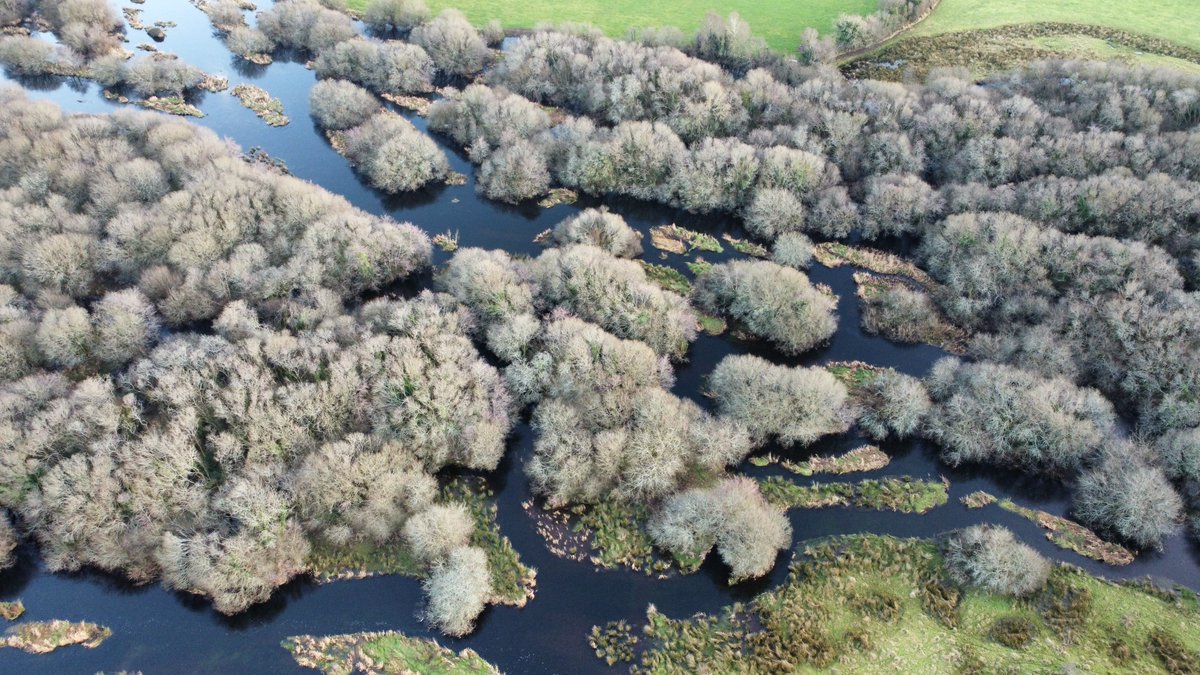The GearaghEbb and flow of a unique inland delta.Parts of the Gearagh are believed to exist for 8000 years. Expanding and contracting over time in response to human pressures.In the 1950s much of the oak was clear-felled and the valley flooded for a hydroelectric scheme