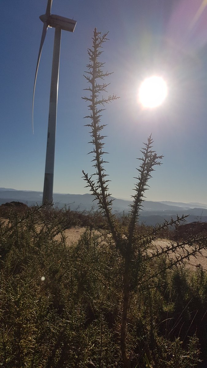 aabalo's tweet photo. Hoy hasta la cima... y claramente los 40 no son los nuevos 16... sólo para la BH Top Line...
#xiabre #mtb #mtblife #saiar #caldasdereis https://t.co/iFleeBgNwx