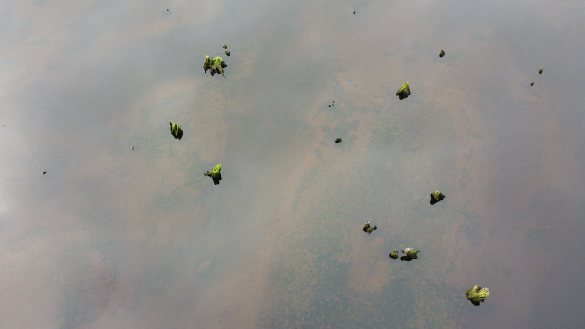 Thousands of drowned stumps bear witness to the old oaks.