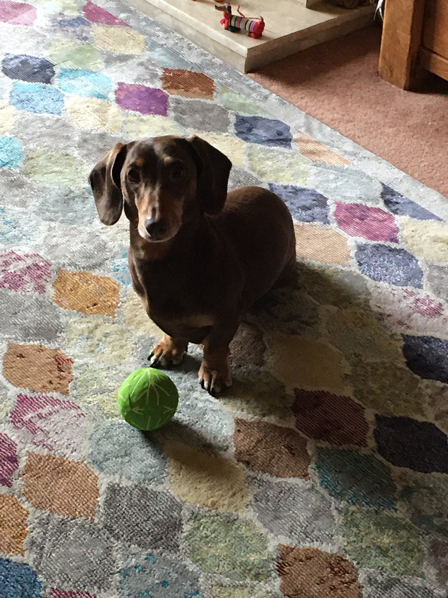 herrbutters's tweet photo. I got a toy sprout for Christmas and will not be parted from it . Sprout adventures to follow https://t.co/6SCwqWsS9b