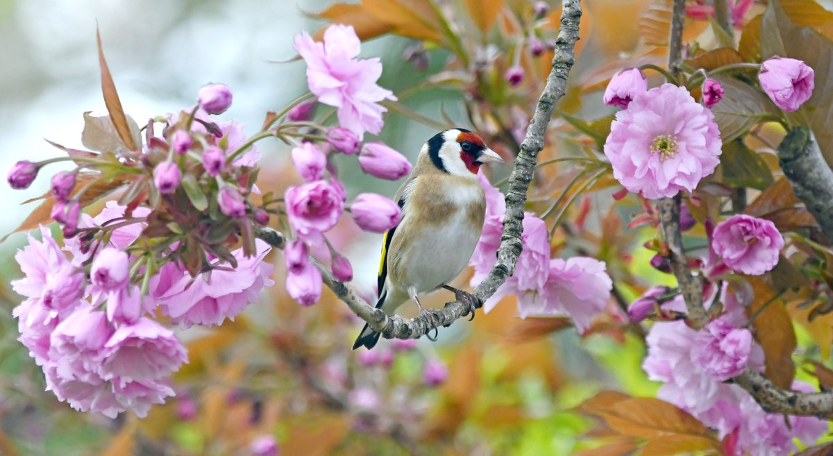 Goldfinch in cherry blossomSinging RobinGraceful SwanBlue Tit on the wingPlease vote for your favourite in the poll below 