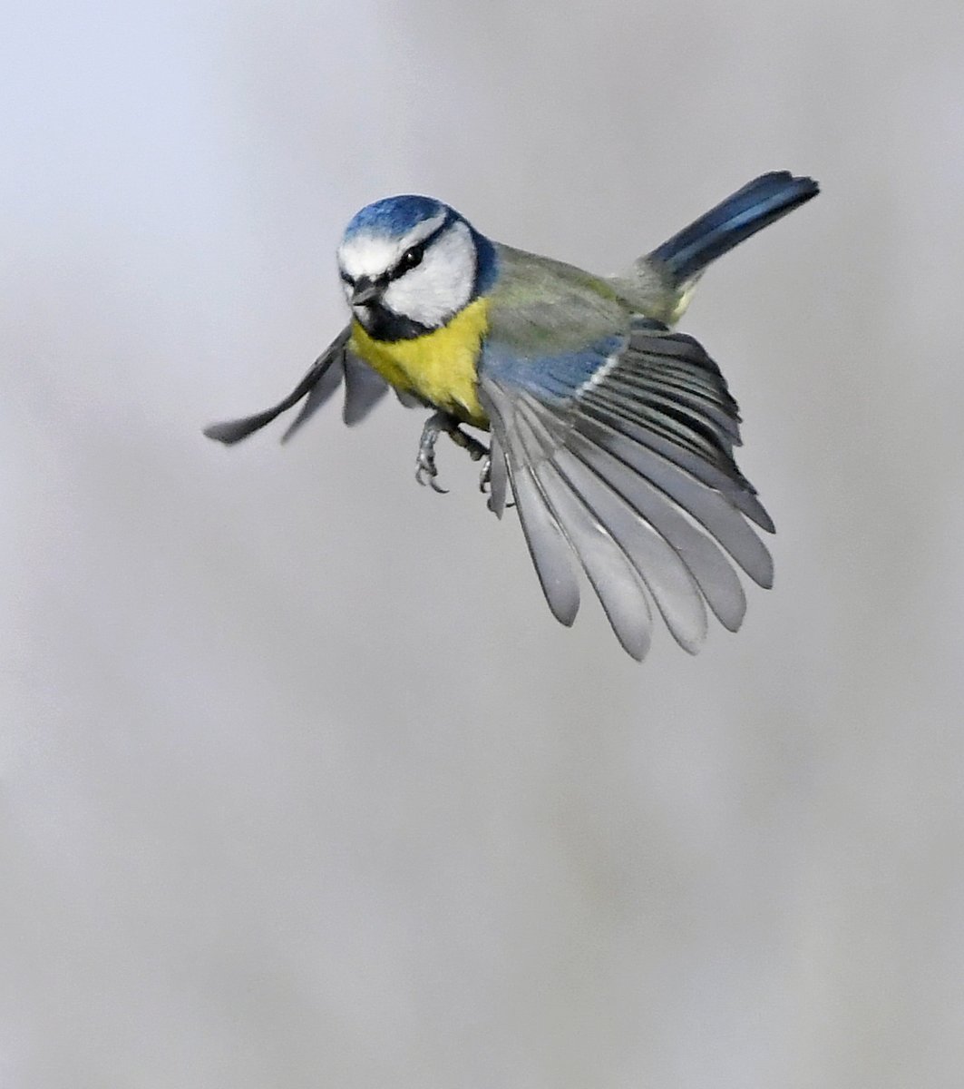 Goldfinch in cherry blossomSinging RobinGraceful SwanBlue Tit on the wingPlease vote for your favourite in the poll below 