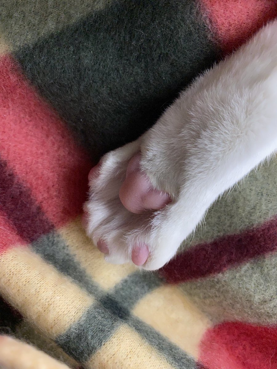 케디의 모험 (@kedis_day) on Twitter photo 