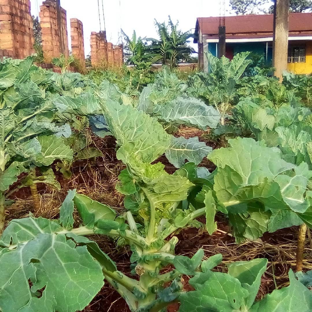 SchoolsTrees1's tweet photo. Feeding struggling populations during the Post- Covid era is going to require sophistication in terms of resource utilisation, meticulous planning and relentless adaptation to changing environs. Our community gardens are ready for 2021. Dream in Colour. https://t.co/SMiR4hqCSL