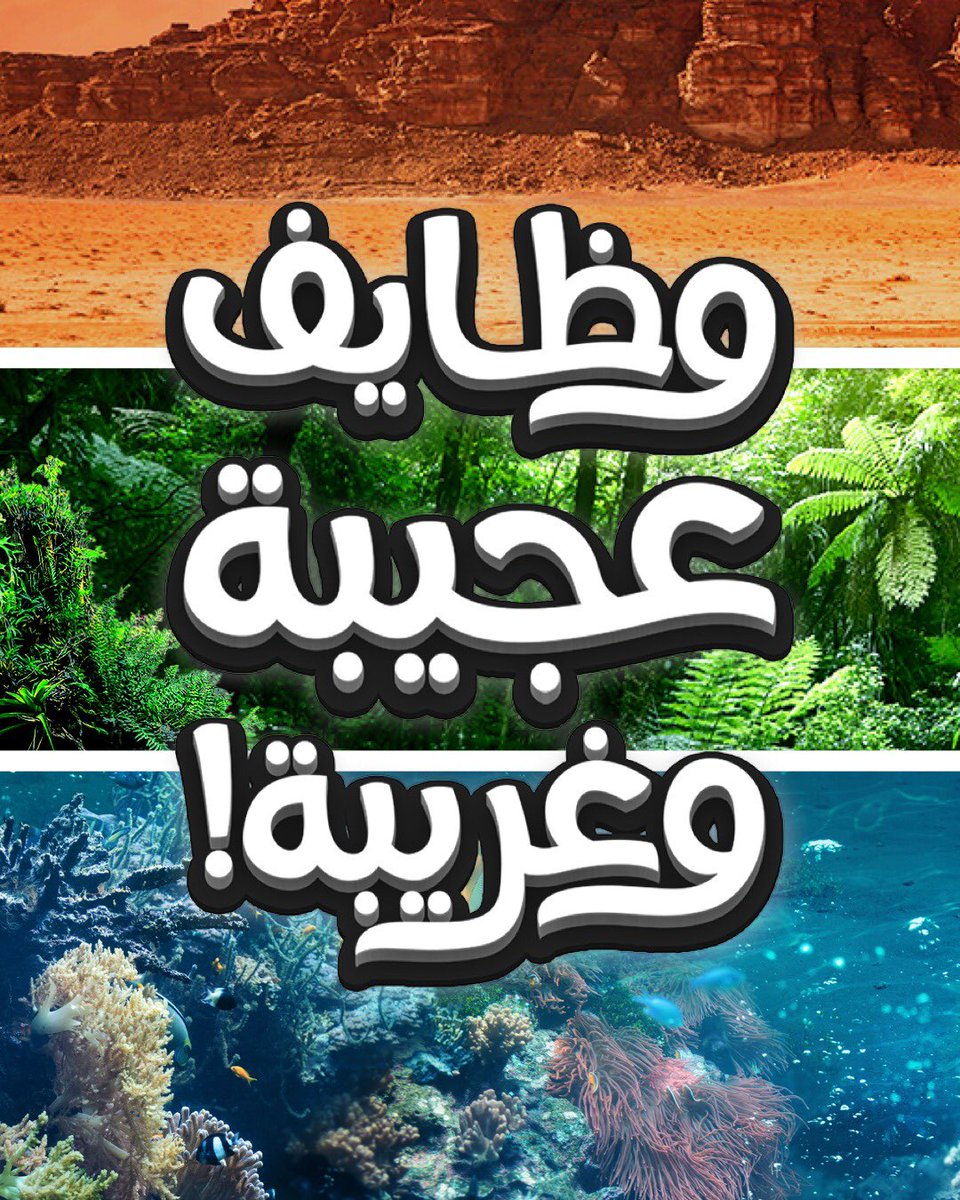 CvProv's tweet photo. وظائف غريبة وعجيبة 🔥 جميعها لا يقل دخلها الشهري عن ١٢.٠٠٠ الف ريال في السعودية ! 
#وظائف https://t.co/tgK6poWWWh