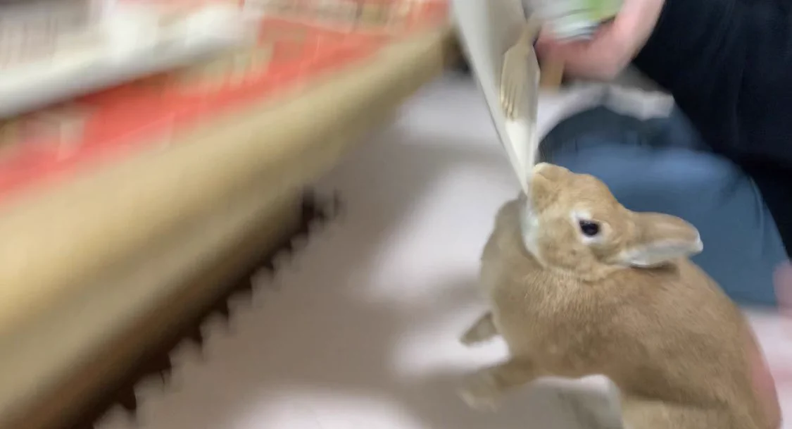 クリスマス会はウサギによって？文字通りケーキがぶっ飛ぶくらい楽しい会にwww