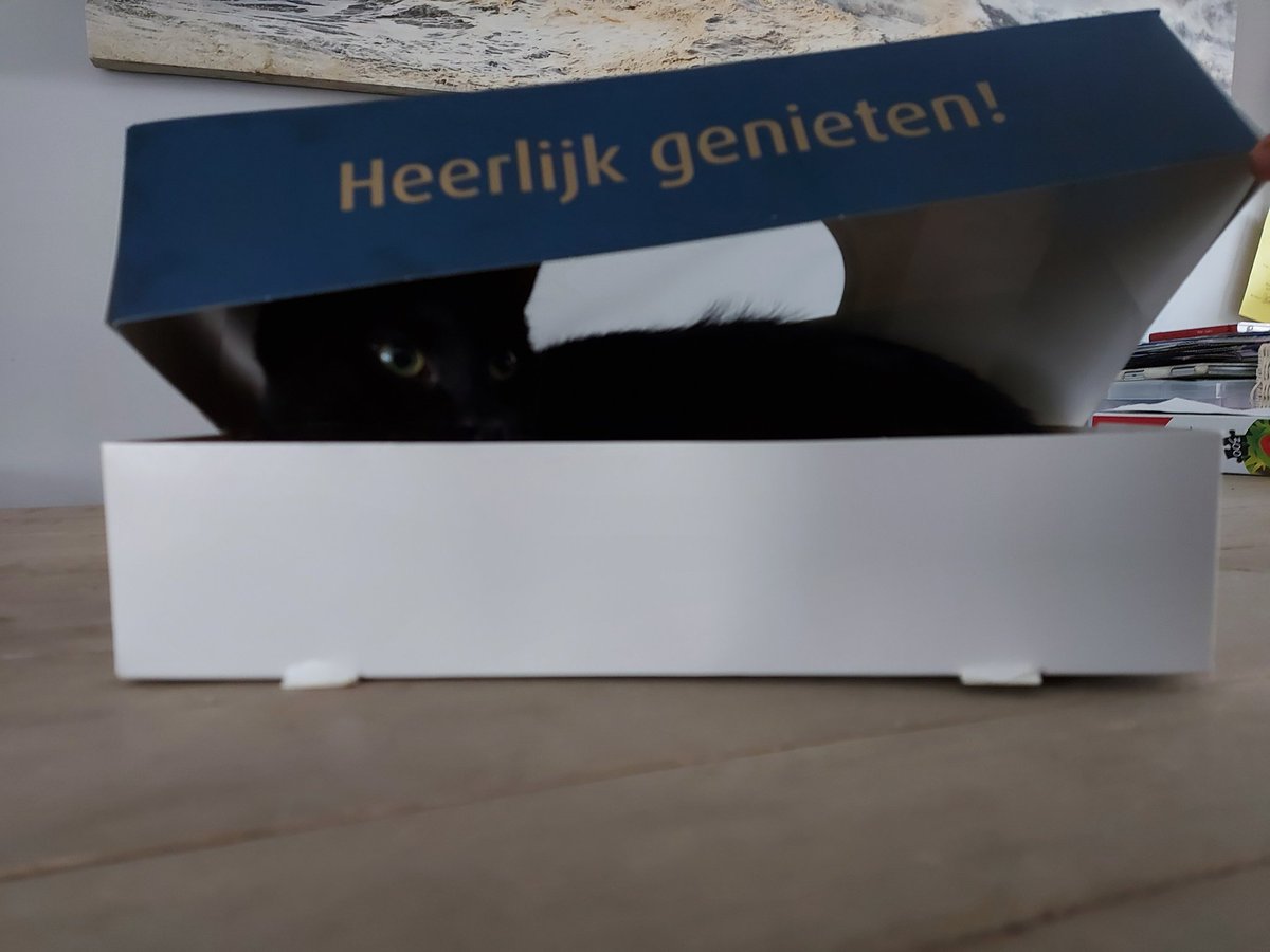 ChantalSchalkx's tweet photo. Wij aten gisteren een heerlijke visschotel van @CVisBunnik De kat vond de doos daarna een prima verstopplekje 😻 #kat #kitten #gekbeest https://t.co/cFjI0IguyO