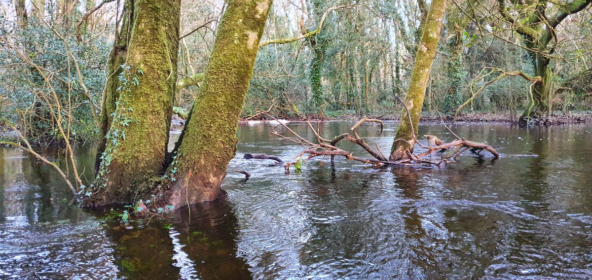 Post famine the area of the forest grew in response to reduce population pressure.Since the dam construction in the fifties there has also been woodland recolonisation of the delta islands although there are fears for the braided river structure due to changing local hydrology