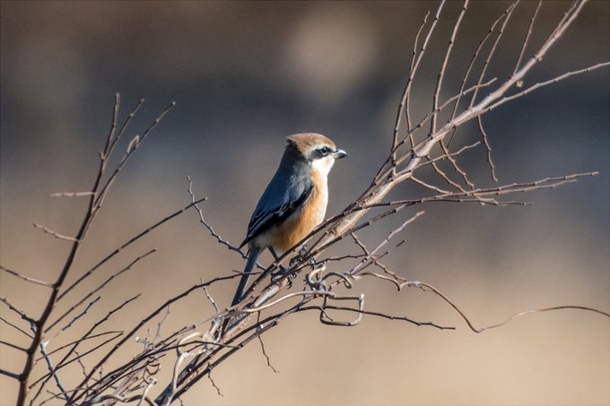 髪型がちょっとかっこいいモズ 