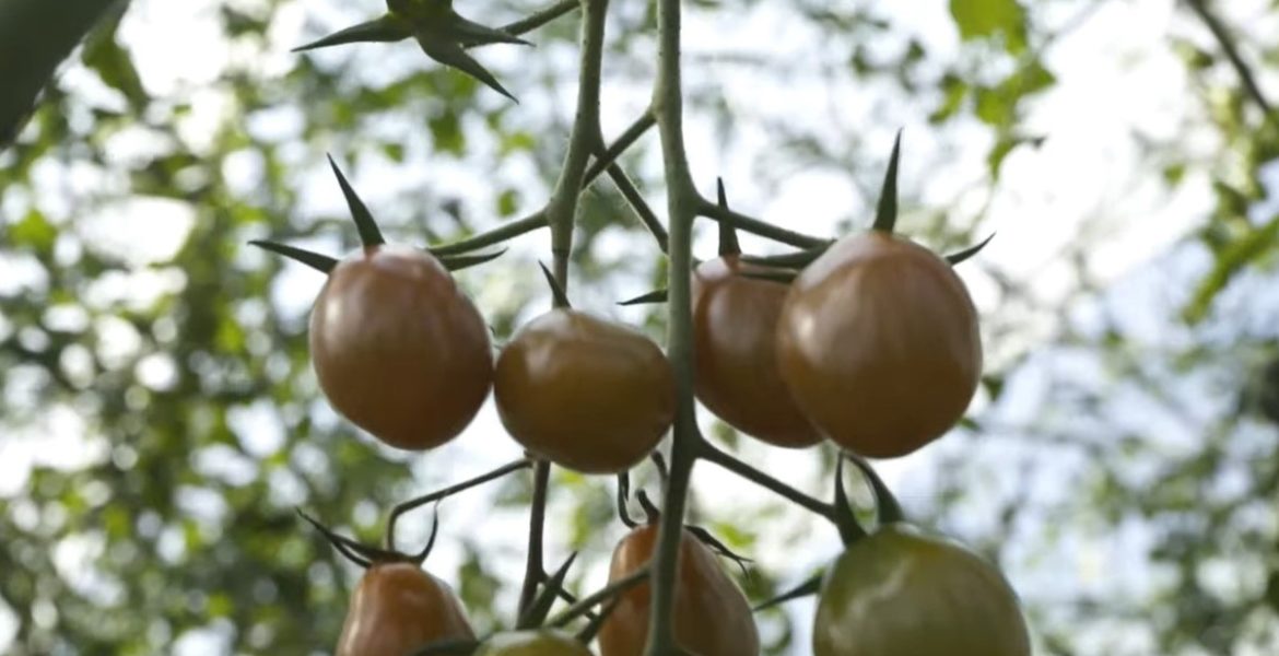 ideagro's tweet photo. 😉👉🏼 Proteger los cultivos, una necesidad para todos, siendo importante difundir el trabajo de agricultores, técnicos y Administración para hacer una agricultura sostenible e innovadora, competitiva y respetuosa con el medio ambiente.

➡️ https://t.co/mcAmzLG5cG @AenVerde https://t.co/mktB3TimAE