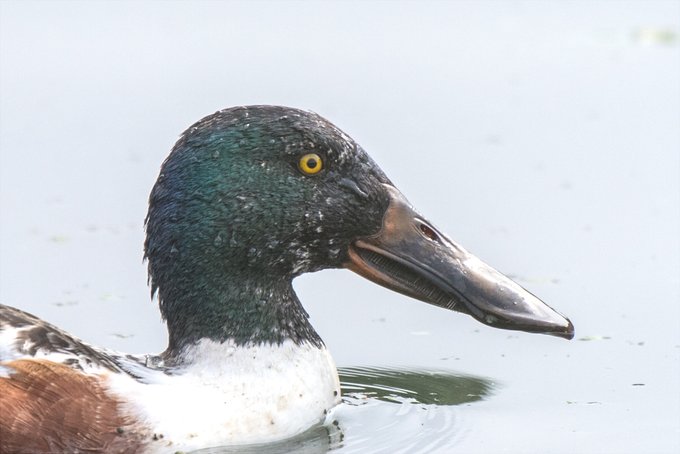 ハシビロガモのくちばしはよく見ると少しこわい 
