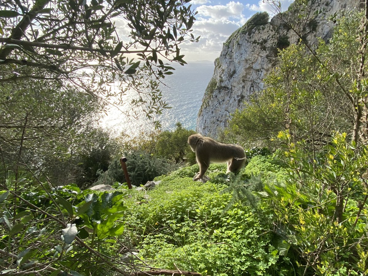 Out and about at the Gibraltar Nature reserve. #Medsteps #Rockofgibraltar #greatcompany #Gibraltarmacaques #FitnessMotivation #exploringday