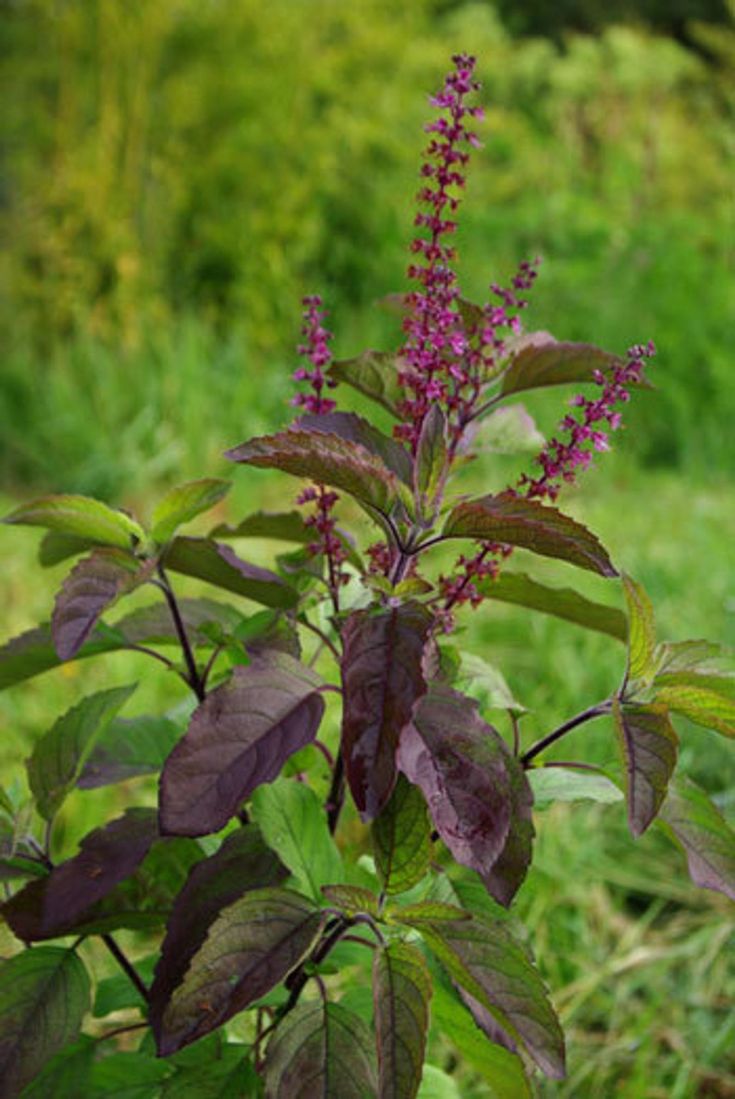 2) Tulsi / Basil:--Tulsi or Holy Basil is called ‘Elixir of Life’ in Ayurveda in India and well known medicinal plant. It has been proved that Tulsi clears away the pollutants within the ten miles of its radius.