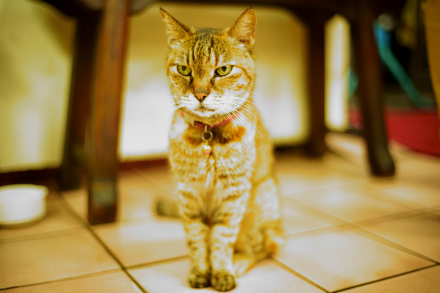 shadowtArt's tweet photo. #SonyTW #SonyAlpha #SonyA7R4 #voigtlander40mm #noktonclassic40mm #cosina #animal #snap #tamsui #shadowt #cat #seacat #rivercat #meow #taiwan #tokyocameraclub #喵星人 #海貓 #河貓 #街貓 #貓咪 #貓奴 #貓咪日常 #貓奴日常 #淡水 #動物 #油車口 #ネコ #ネコ部 #東京カメラ部 https://t.co/KA1hqYzXAe