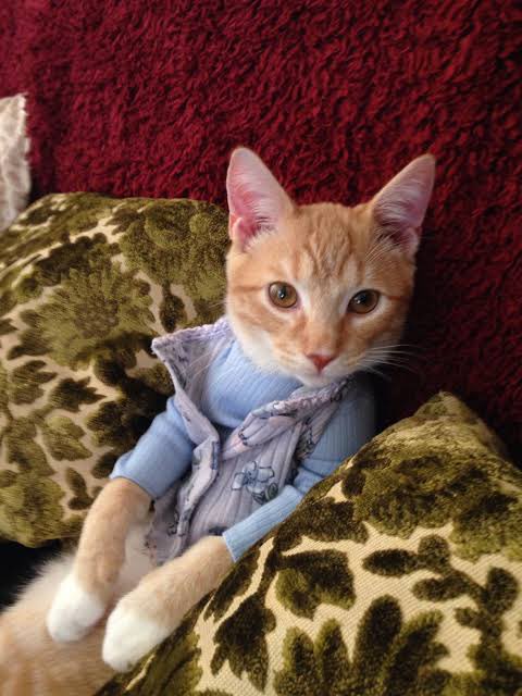 erana james as random cat pictures, a thread