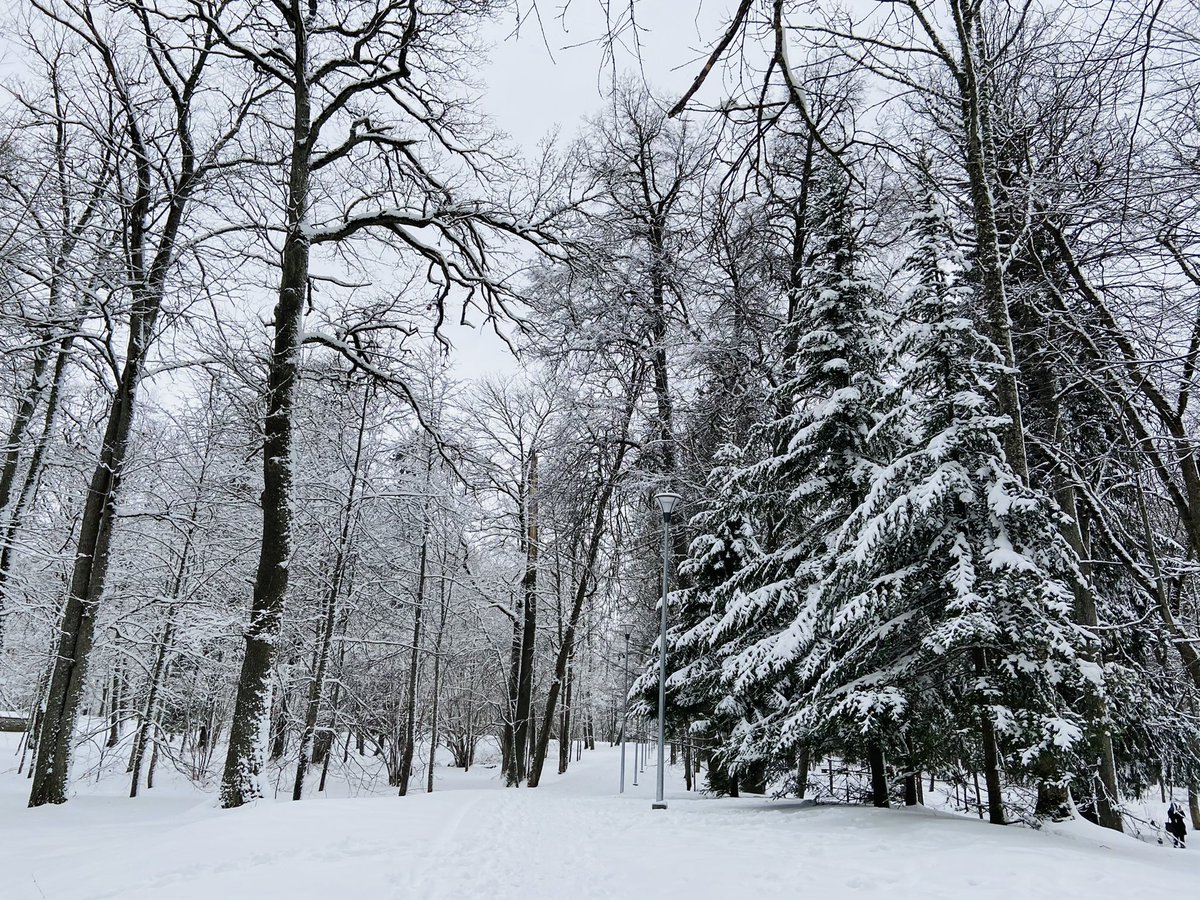 zadornpelmen's tweet photo. Опять снег! И снова эти елочки. Уж больно они красивые
#eesti #estonia #winter #snow #talv https://t.co/Pqc8V6x0Tt