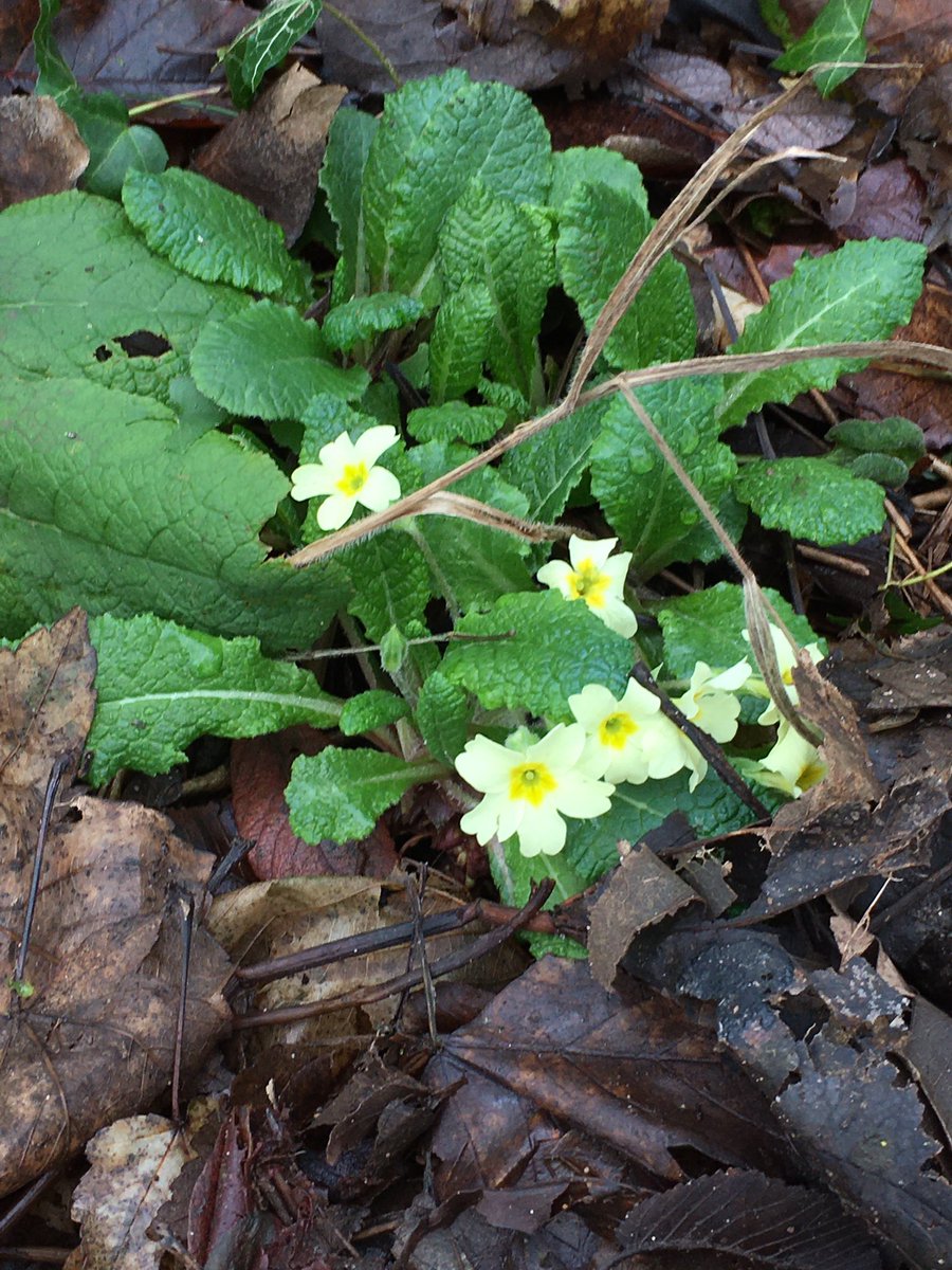 Harrold-Odell Country Park tweet media