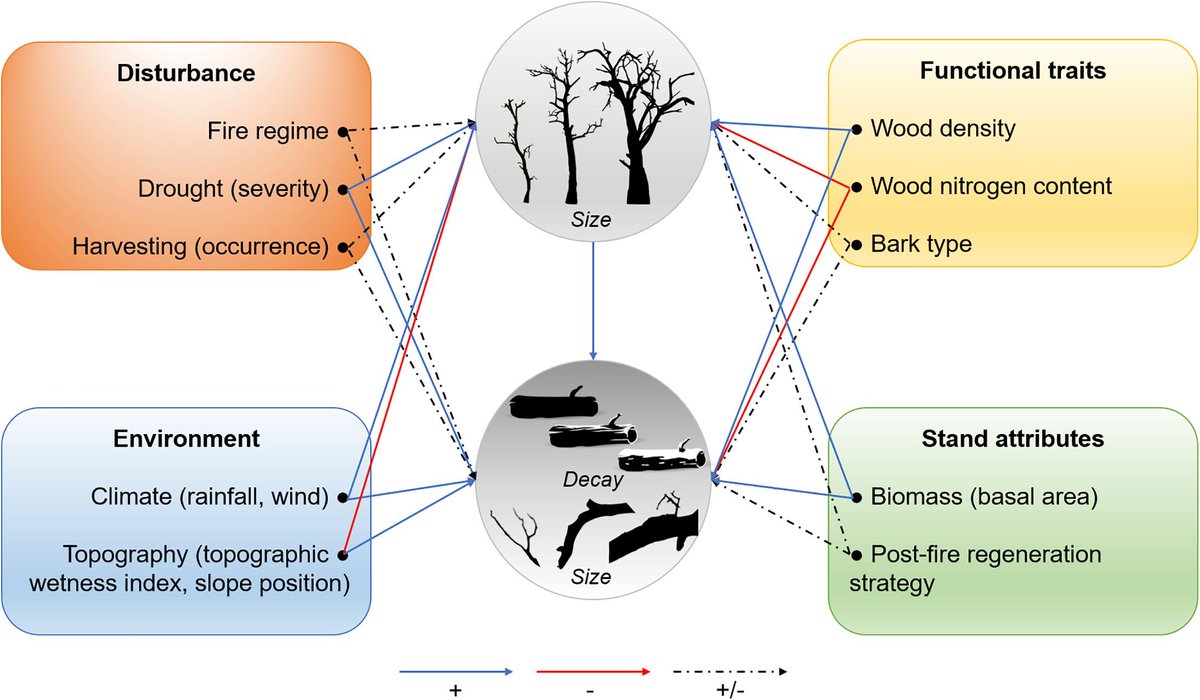 What a nice Christmas present! Our paper on how fire, drought, productivity and functional traits drive dead wood biomass has just been published. Check it out here: authors.elsevier.com/a/1cIyB1L~GwOI…