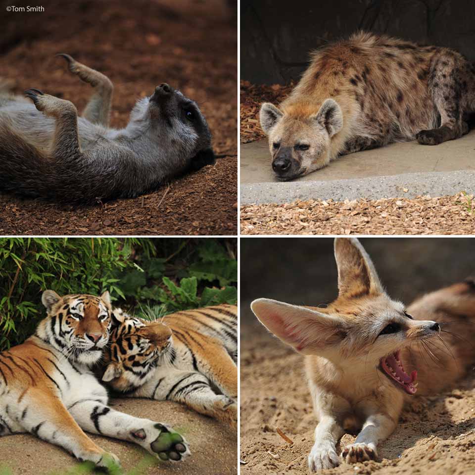 ColchesterZoo's tweet photo. We hope you all had a relaxing and enjoyable Christmas Day! Some of our animals certainly enjoyed tucking into their Christmas treats! ๐ค #BoxingDay #FullUp #OverDoneIt #SleepItOff #ColchesterZoo https://t.co/V9e3kskYoc