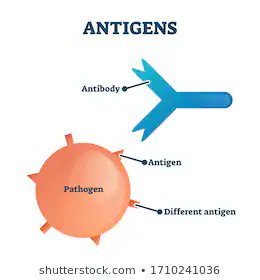 Traditional vaccines contain an attenuated virus with an intact antigen. The antigen is a protein that acts as a flag. It sits on the surface of the virus and tells our body that this substance is a foreign body that must be attacked. 2/n