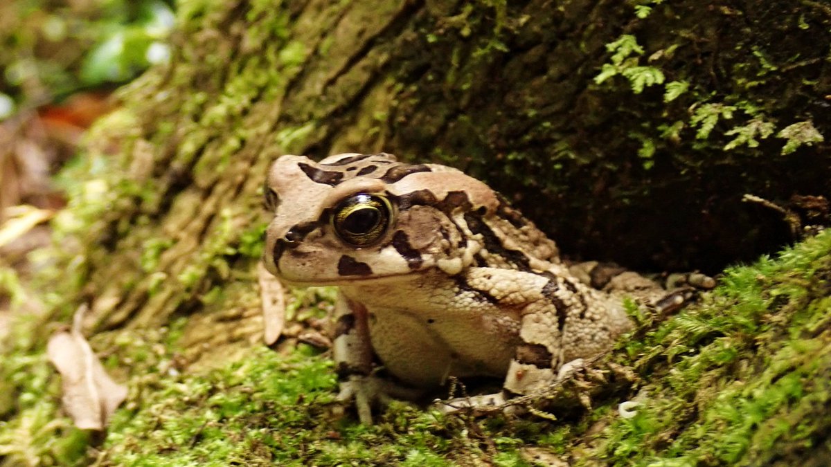 CoastalWalk's tweet photo. Waiting for the princess... #Forest #toad #GardenRoute #SouthAfrica #MDguiding #hiking #ecoadventure #macrophotography #shutterwalk #photosafari https://t.co/GSnWrNkjaX