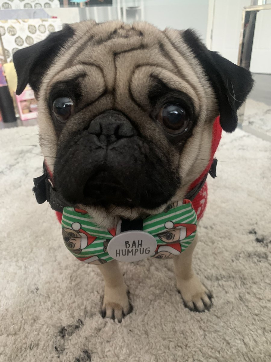 alfie_pug's tweet photo. Merry Christmas Love Alfie Moon ❤️✨🎄🎁 https://t.co/vDkfvjlPlq