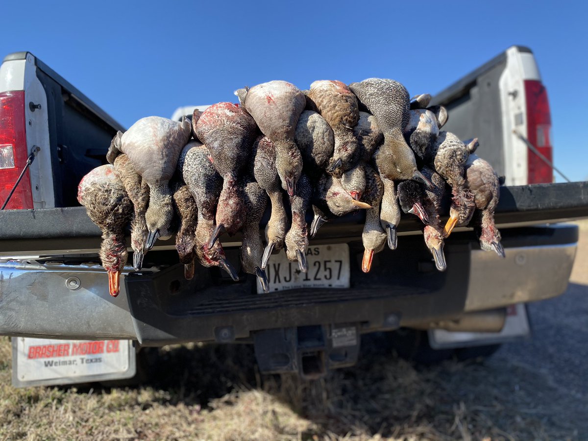 Stackin' Gaddies this mornin