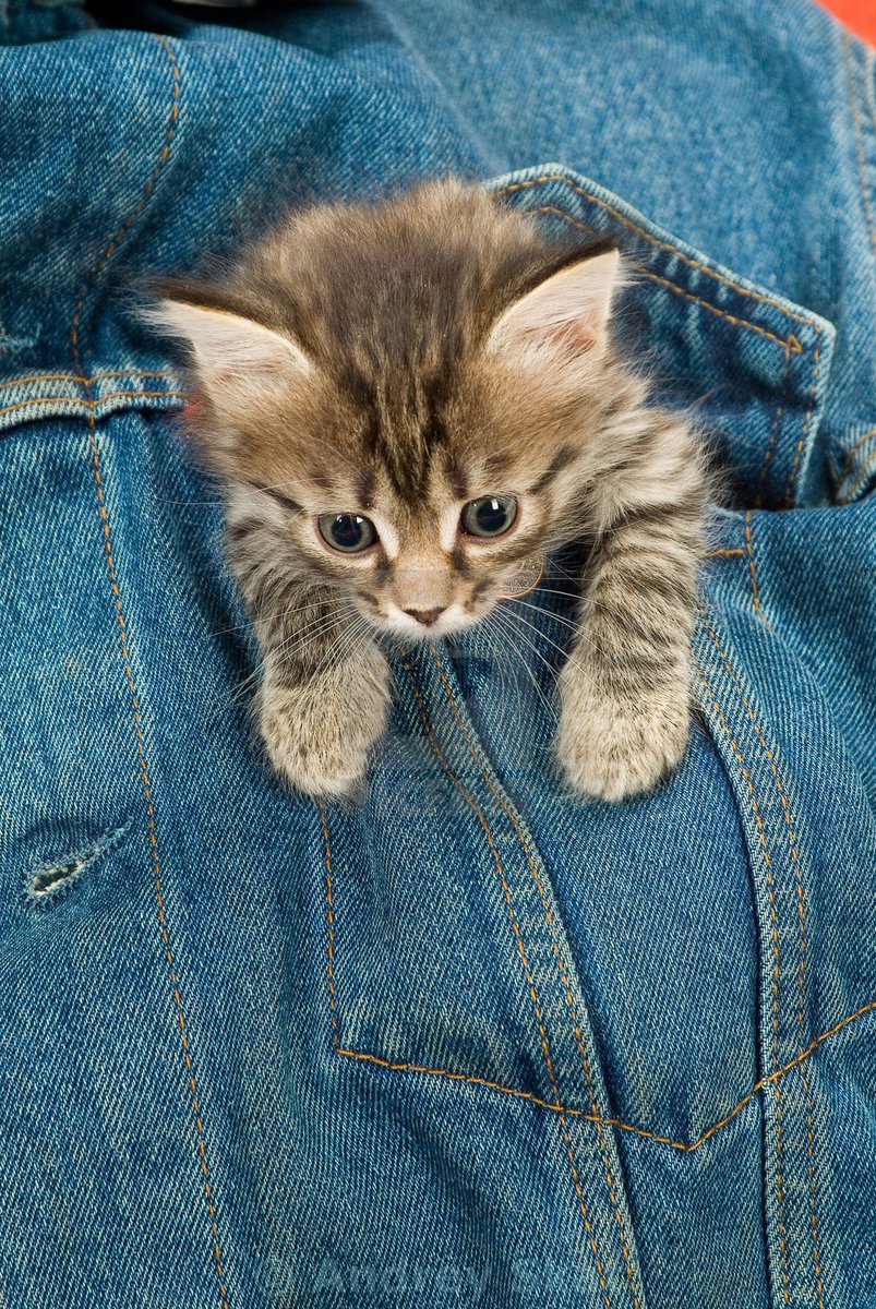 Women like soft little baby animals, like puppies or kittens. One is plenty to get a crowd of women around you in public, but for maximum results I recommend a jumpsuit with multiple pouches. About a dozen or so puppies strapped to your arms, legs, and chest should do the trick.