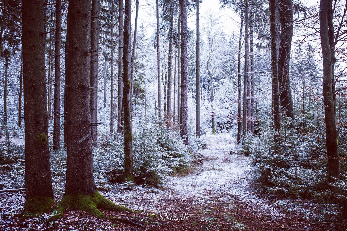 stefan_noir's tweet photo. Der lyrische Blick: Tief im Frankenwald ...

#SNS #DichterAusKronach #Denker #Dichter #Kronach #frankenwald #draußenbeiuns #draussenbeiuns #schnee #snow #oberfranken #upperfranconia #ig_bayern #ig_oberfranken https://t.co/NWbLhDGKfS