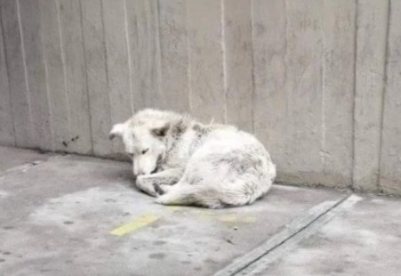 noticiasfides's tweet photo. #ANF Cachito, el perro que irrumpió en el partido The Strongest - Nacional que se disputó el jueves 24, fue encontrado herido y trasladado al albergue “Ni una patita menos” en la zona de Chasquipampa en La Paz. Los rescatistas piden ayuda de un veterinario.

(Vía: Página Siete) https://t.co/w5km2vn3hI