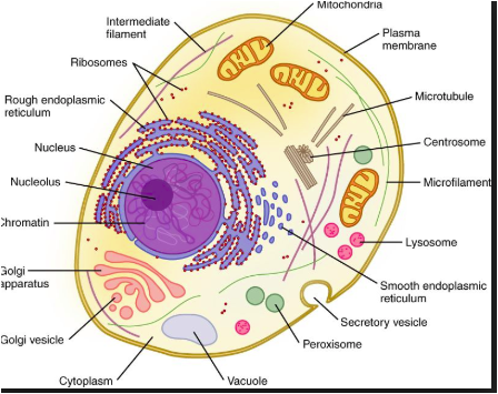 "mRNA never enters the nucleus of the cell, which is where our DNA (genetic material) is kept." - CDC5) Are we sure that the mRNA will not enter the nucleus of the cells and will stay in the cytoplasm (the yellow area in the image)? 11/n