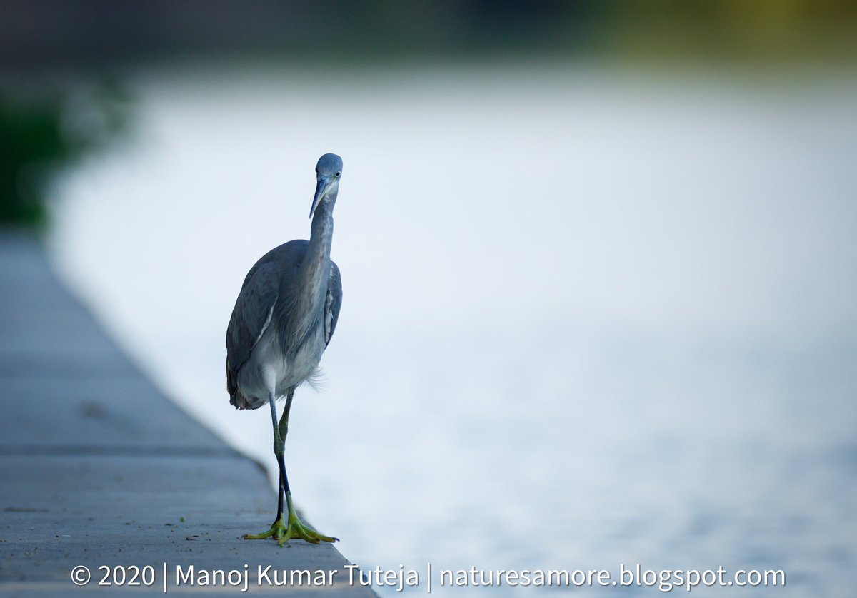 NaturesAmore's tweet photo. Western reef heron. Next tweet for the catch!!! #birdsofbahrain #westernreefheron #heronfishing #natureamore #naturettl #birdsofmiddleeast #birding #natgeoyourshot #bbcearth shot with #canoneosr on #canon400mmf28 #bahrain https://t.co/NBdXZEbU67
