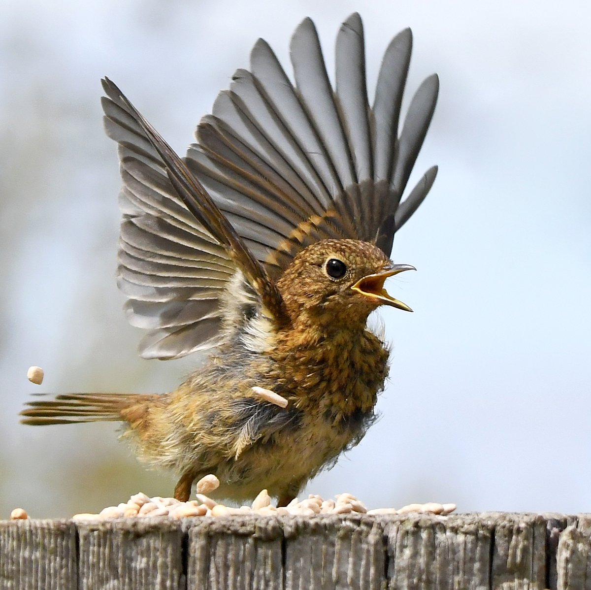 Surprised baby Robin.Starling take-off.Spring Goldfinch.Robin in flight.Please vote for your favourite in the poll below 