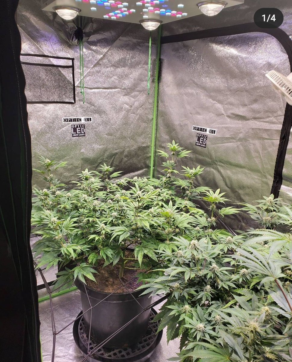 WGREGO202's tweet photo. Check out @ledgrowguy awesome looking Autoflower and Photo period ladies under his Optic 4 and Optic 4 XL Next Gen.
#opticled #growlight #optic4gen4 #optic4xl #cloudsovercanada #indoorgarden #teamoptic #frostycolas #budporn #creecob #dankbuds #creecobs #samsungled #lm301H https://t.co/AO4Dvnv5bR