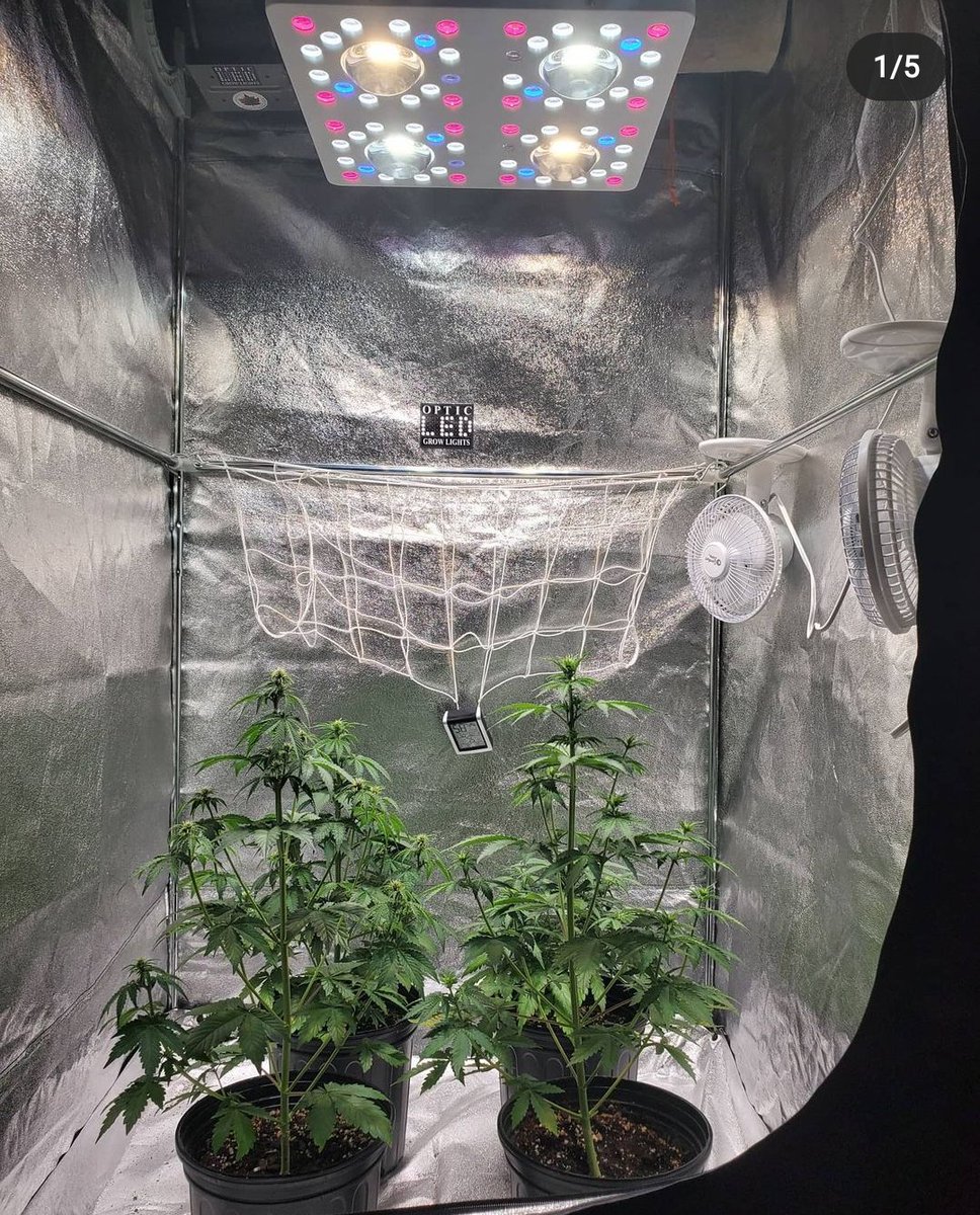 WGREGO202's tweet photo. Check out @ledgrowguy awesome looking Autoflower and Photo period ladies under his Optic 4 and Optic 4 XL Next Gen.
#opticled #growlight #optic4gen4 #optic4xl #cloudsovercanada #indoorgarden #teamoptic #frostycolas #budporn #creecob #dankbuds #creecobs #samsungled #lm301H https://t.co/AO4Dvnv5bR