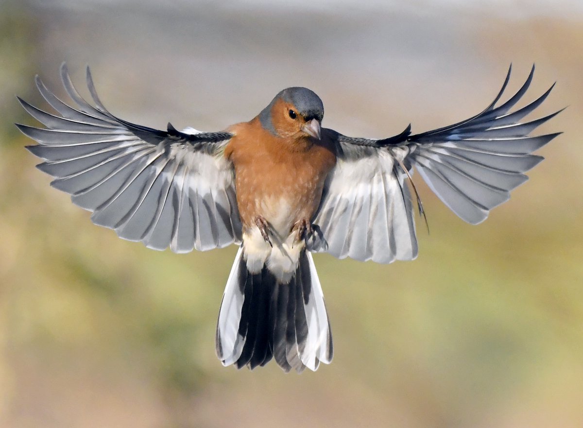 Starling wings.Chaffinch hanging in the air.Plump Robin.House Sparrow wings.Please vote for your favourite in the poll below 